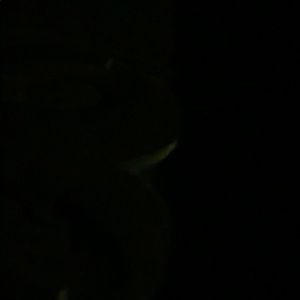 Meet your Posher, Audrey